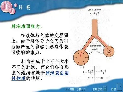 呼 吸 肺泡表面张力: 在液体与气体的交界面 上,由于液体分子之间的引