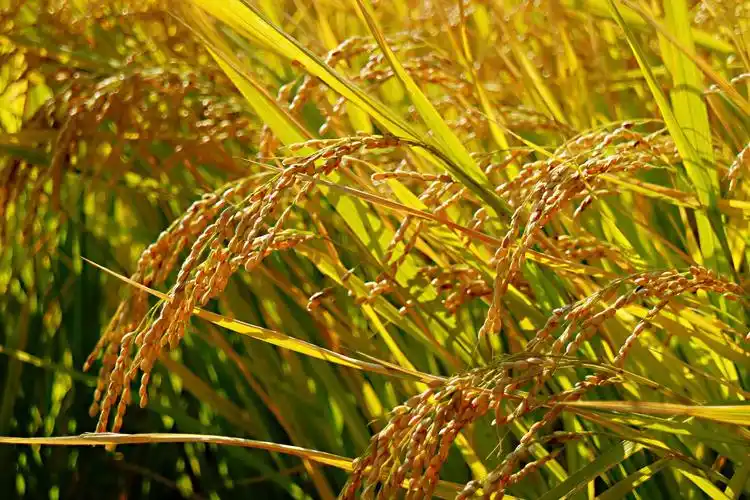 北京中坞稻田风光