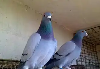 鸽子_对比_故事