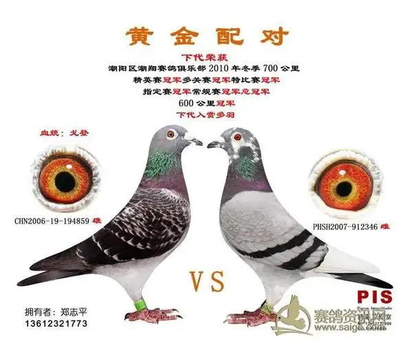 未知眼砂:黄眼羽色:雨点 灰白条足环:06-194859 07-912346鸽子属性