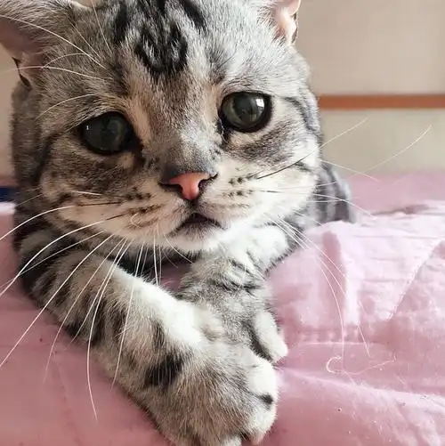 忧伤眼神无辜脸庞惹人爱 「世界最可怜猫」爆红