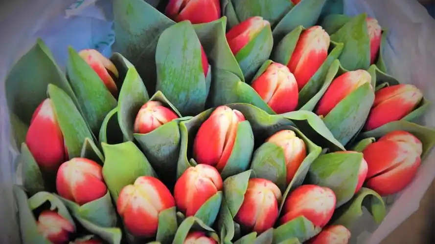 少女心壁纸【67】壁纸是一款电脑壁纸,属于小