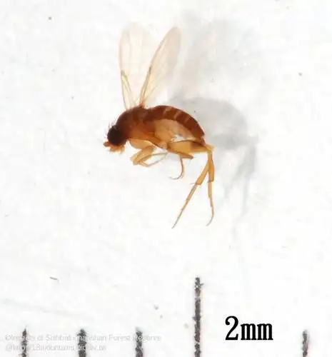 节肢动物门 昆虫纲 双翅目 蚤蝇科 species(种): u-dip-09