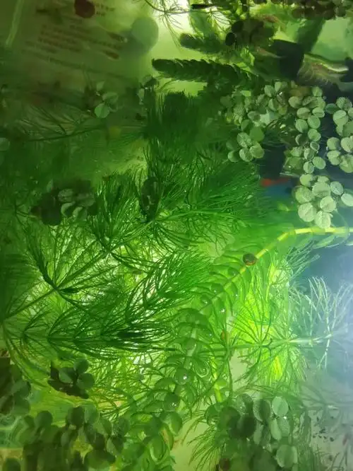 蜻蜓幼崽孔雀鱼苗鲫鱼苗考考眼力