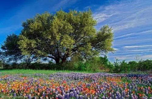 关键词:大树 花丛 美景 自然 春 摄影 自然景观 自然风景 72dpi jpg