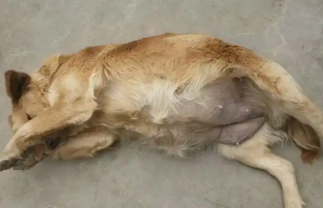 河南怀孕金毛险被卖上狗肉车小伙花900买下狗狗感恩露肚皮