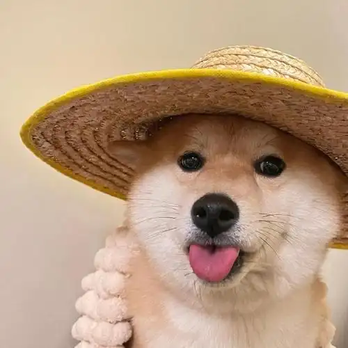 柴犬##狗狗头像##狗妈妈 纹身的纹身烫头的烫头