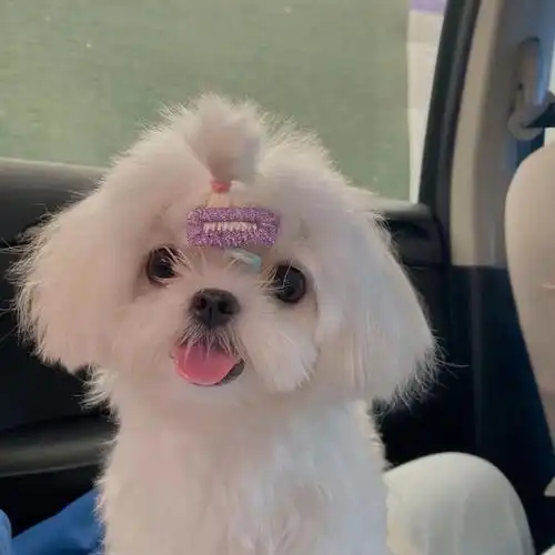 水分享一些可爱真狗狗头像i狗塑可以随便看看