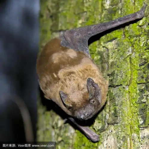 常见的褐色大蝙蝠