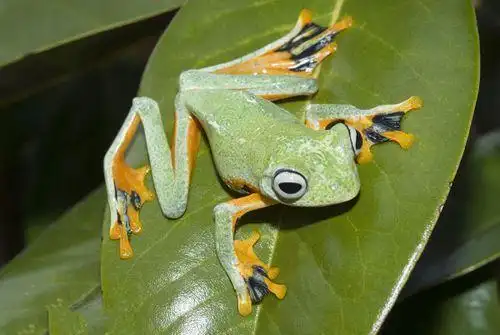 组图:地球上10种奇特的动物,会飞行的青蛙,四不像的昆虫