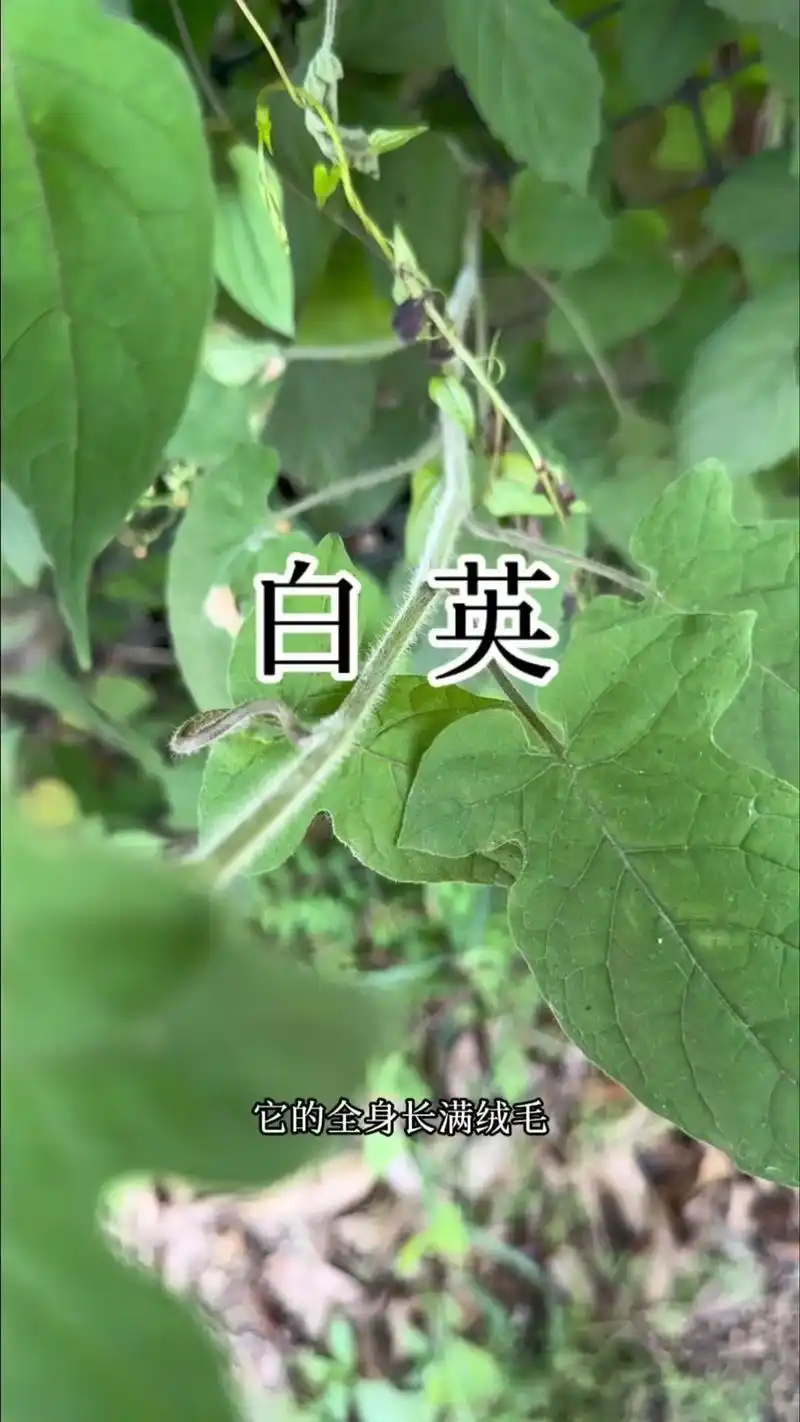 91它被神农本草经列为上品,它就是白英!