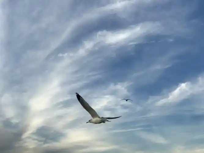 自由飞翔的海鸥!在蓝天白云下起舞!
