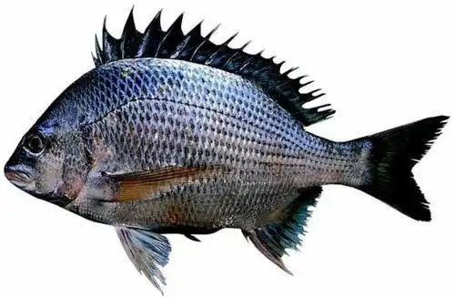 海钓吧丨冬季海钓黑鲷鱼的七个秘技