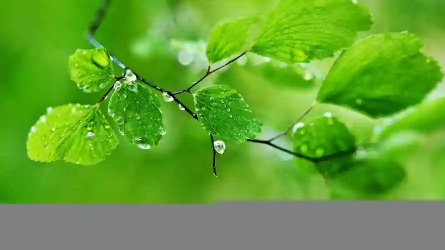 叶子超高清纯绿色护眼壁纸