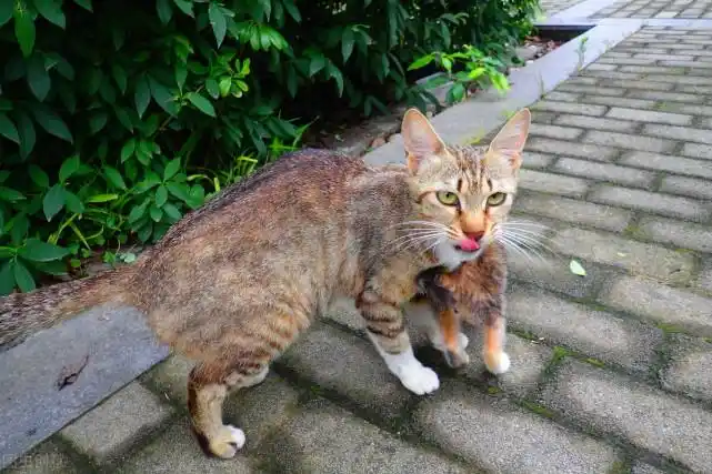 中国土猫品种大盘点第五个快灭绝了