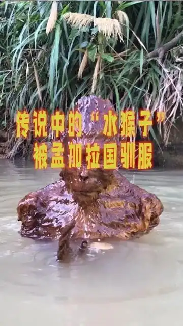传说中的"水鬼"水猴子,被孟加拉国抓住并驯服,成为捕鱼工具