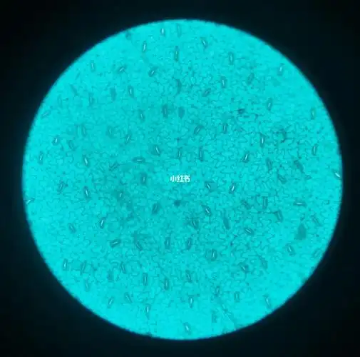 显微镜下的叶横切叶表皮