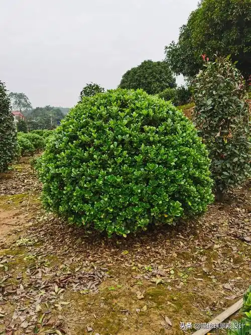 常见灌木35种常见的球类灌木植物