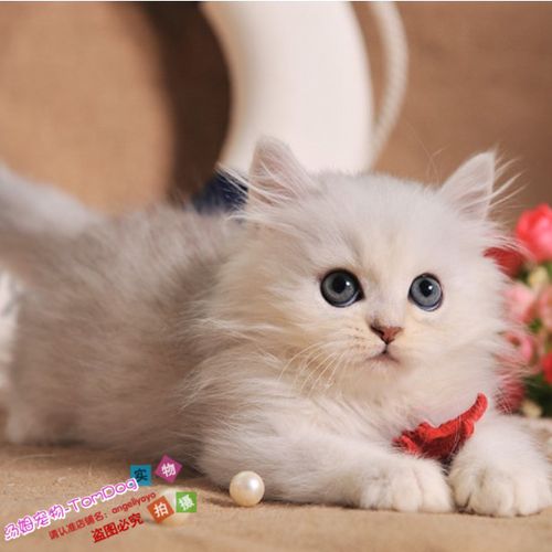 金吉拉活体幼猫纯种长毛猫家养宠物猫绿眼金吉拉波斯猫活体猫咪g