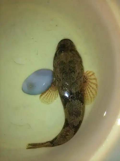 求解释,这是什么鱼啊.大神们