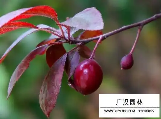 美人梅和红叶李的区别