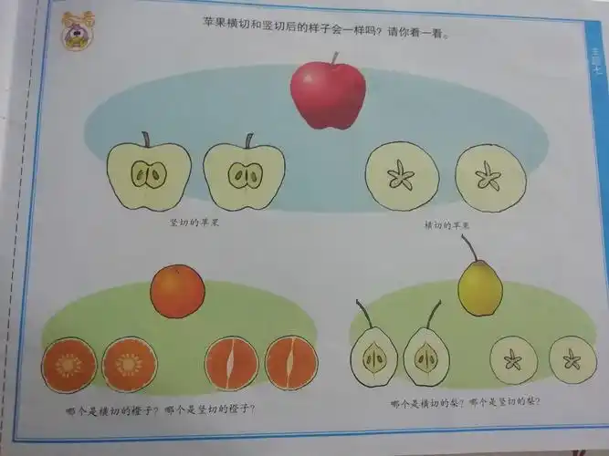 看一看:苹果竖切后是什么样子?横切后是什么样子?