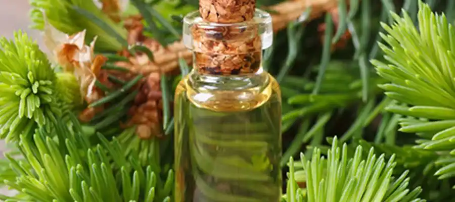 植物萃取精华黑云杉精油