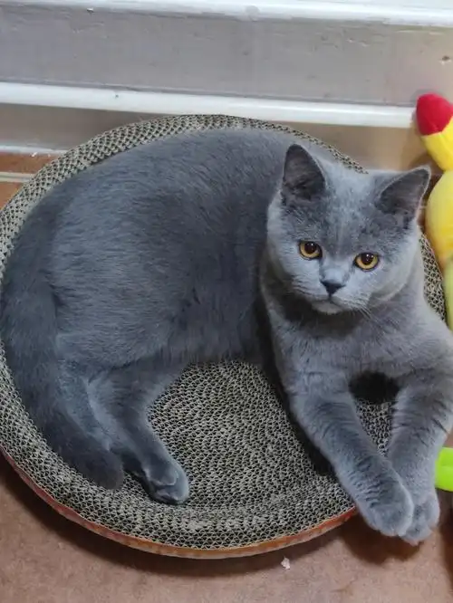 大家的蓝猫都长一个样嘛