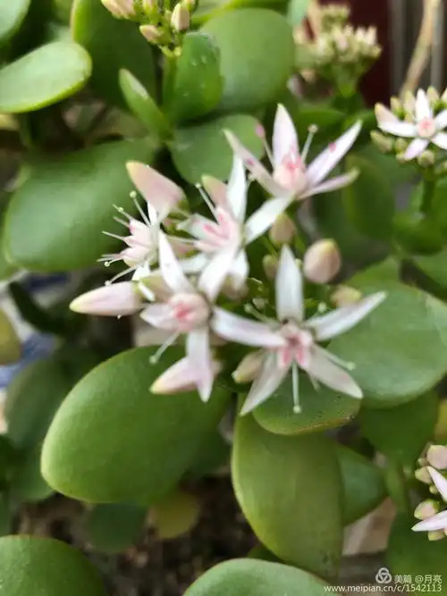 玉树开花一一一称跨年花,慢一一一长