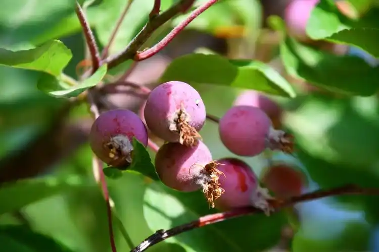 北美海棠果原创拍摄