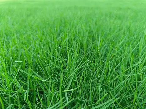绿草,草坪