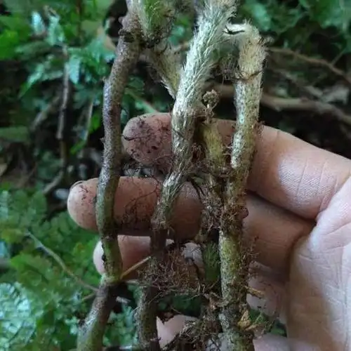 白毛蛇是一种什么样的植物?