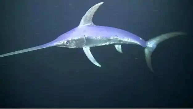 剑鱼除了眼睛厉害,深海长尾鲨名字中提到的长尾也是它们的特点,它们有