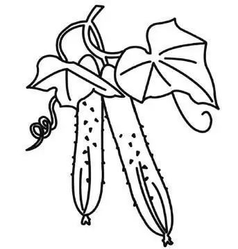 黄瓜的简笔画教学视频