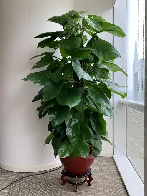 102 大绿萝 (2).jpg