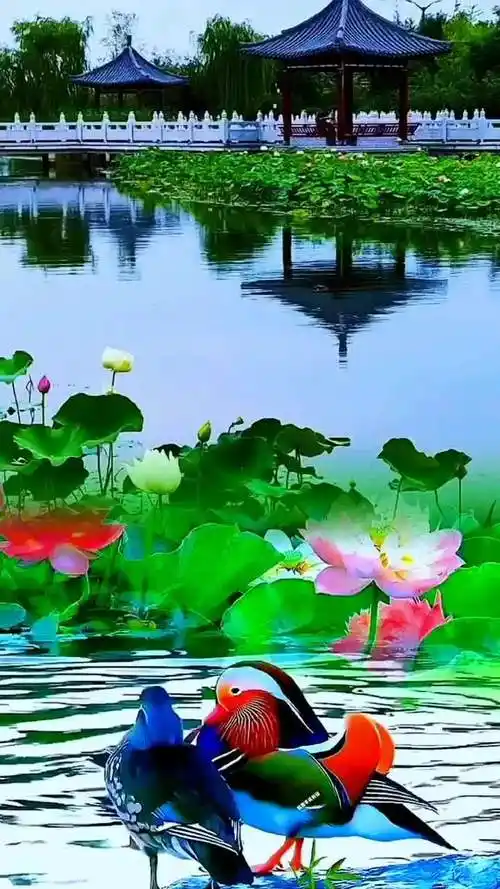 情 最治愈的便是世间的山水 花开富贵好运来 鸟语花香人间仙境-度小视