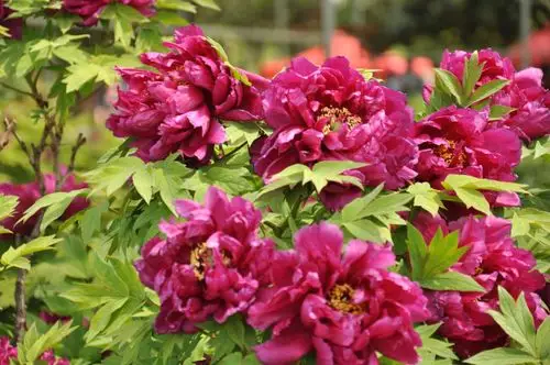 一簇簇牡丹,一座座山,七彩飞瀑挂云端