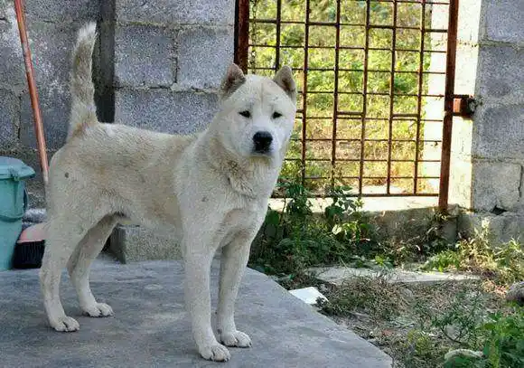 这只灰毛土狗,可别说串了你们高贵的小哈等名犬,我们这里穷,没你们