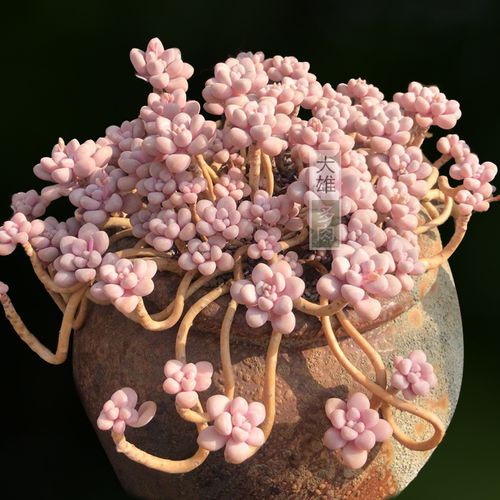 一物一拍艾伦老桩悬崖桩多肉植物绿植花卉肉肉好养精品好度夏阳台