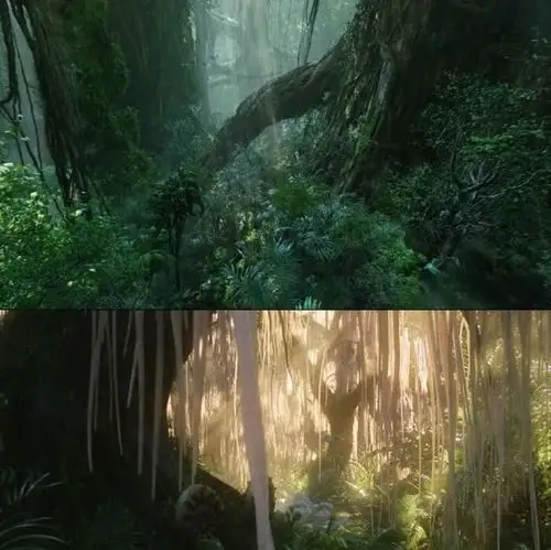 阿凡达中的生命之树我在海南热带雨林见到实物了