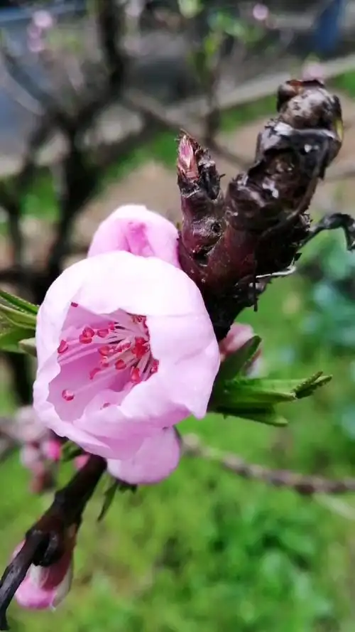 桃花嫣然出篱笑,似开未开最有情.
