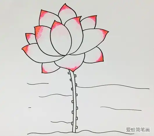 一步一步教你画荷花