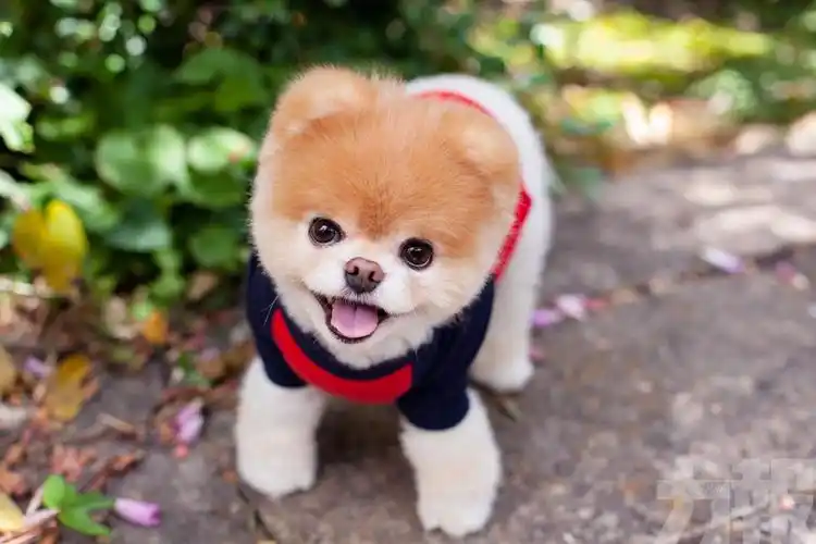 这种可爱的网红狗狗容易养吗?适合女生吗?