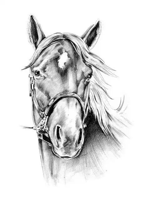 白色背景下手绘艺术马头像