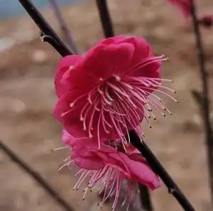 【湖西梅园】原生红须朱砂一年扦插苗,朱砂型梅花