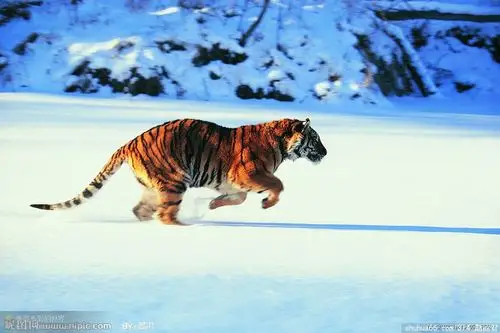 【老虎的神态与性格特征(素材)】