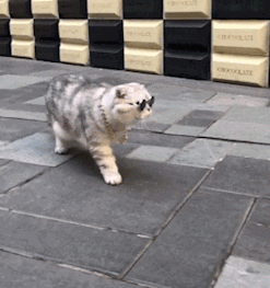 这步伐走出了六亲不认的姿势,我就是大佬级别的猫!都别来惹我!