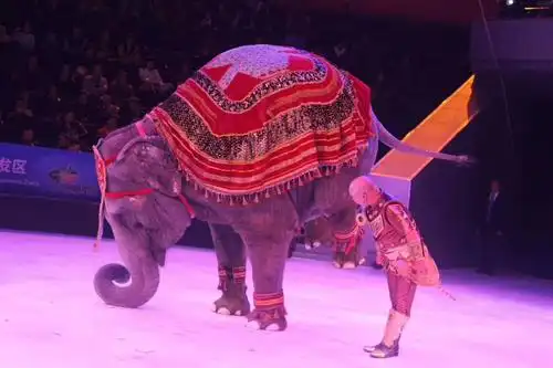 动物出租多少钱马戏团表演出租