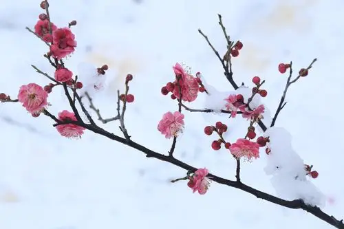 雪中梅