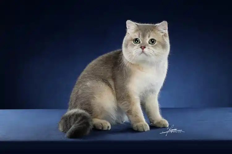 英国短毛猫|摄影|宠物摄影|amyworks2ocean_原创作品-站酷zcool